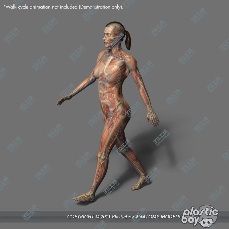 images/goods_img/20210113/MAYA RIGGED Female Anatomy Pack Complete (Textured)/5.jpg